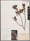Foto von Salix aurita L. x Salix phylicifolia L.